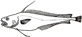 Lepidion guentheri_claves.jpg